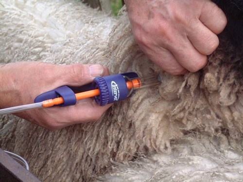 Medicine being injected into sheep
