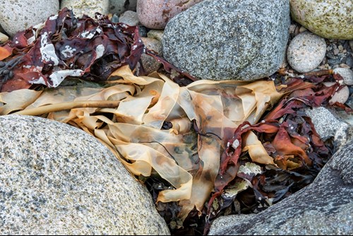 Seaweed and rocks