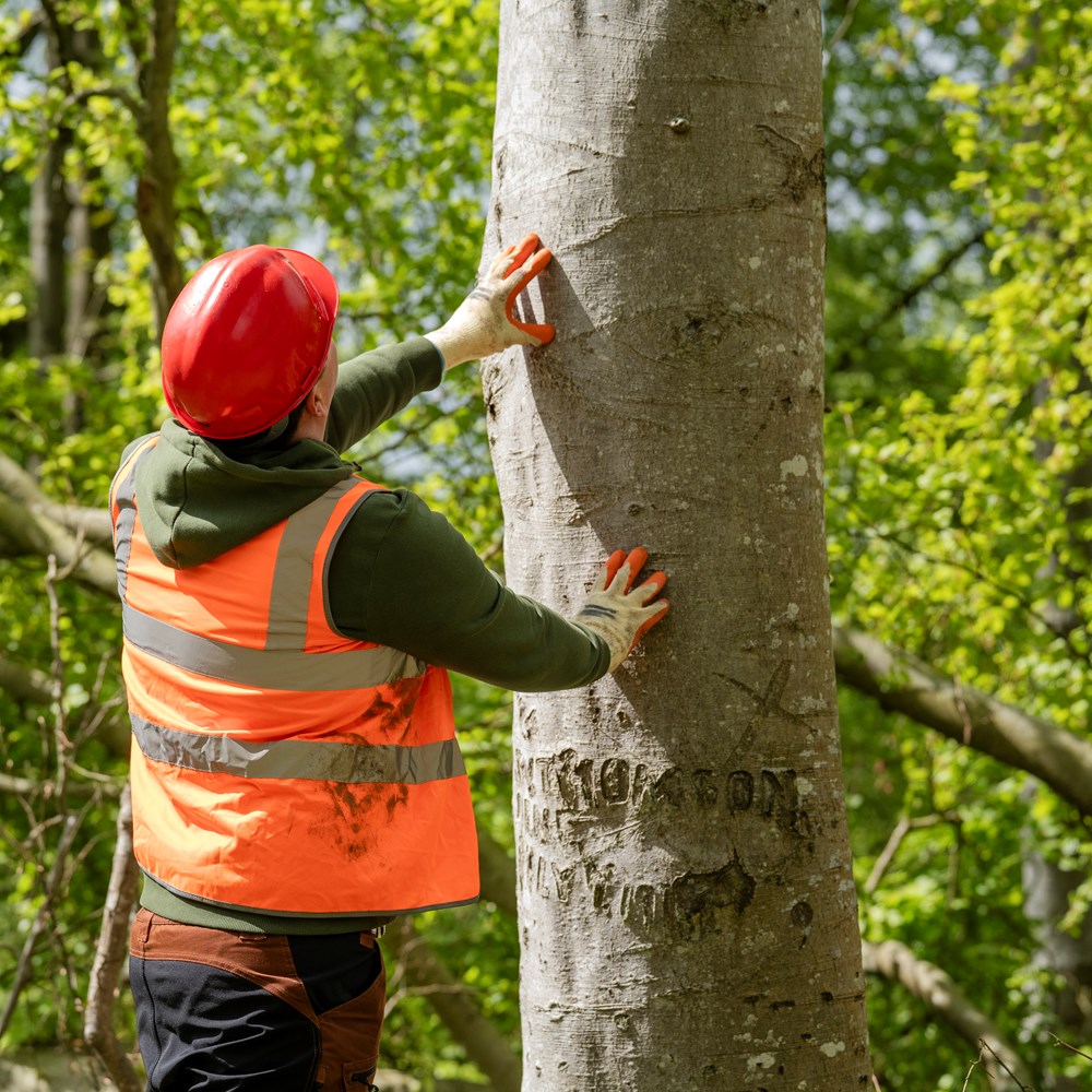 Man Inspecting A Tree
