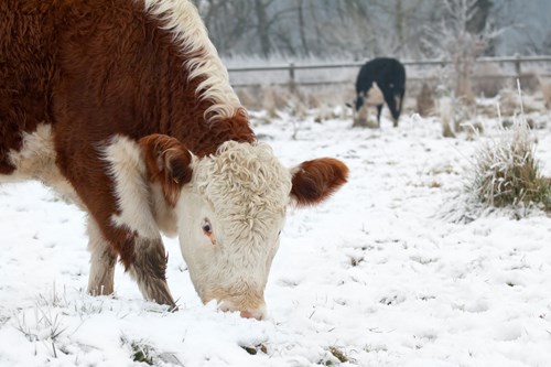 Cow in winter field