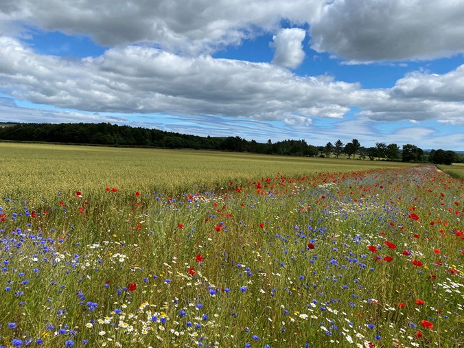 A field of biodiversity