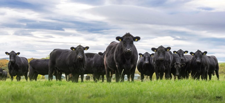 The Deveron herd in a field