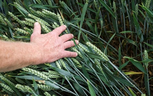 Hand in crops