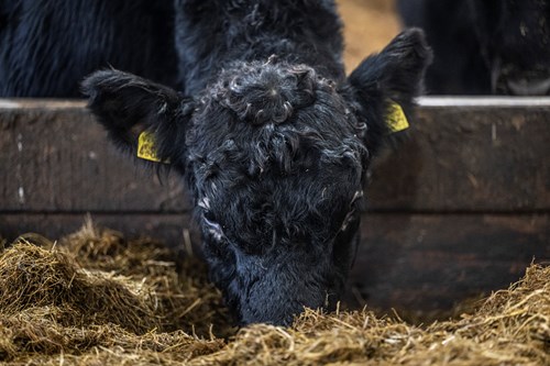 Cow eating