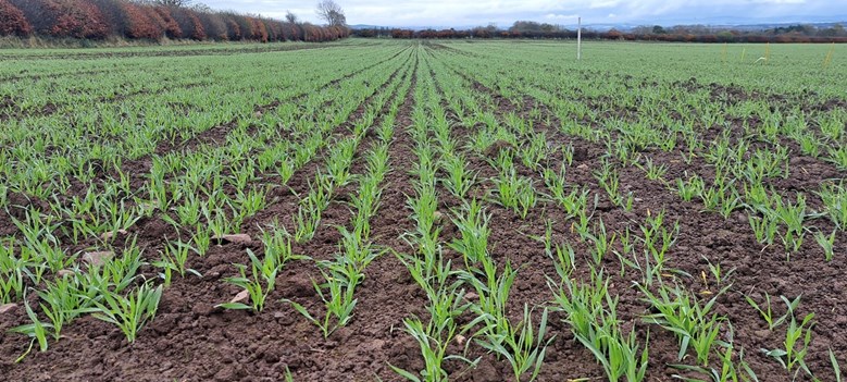 A field of crops