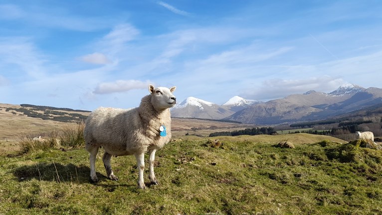 Sheep with beacon