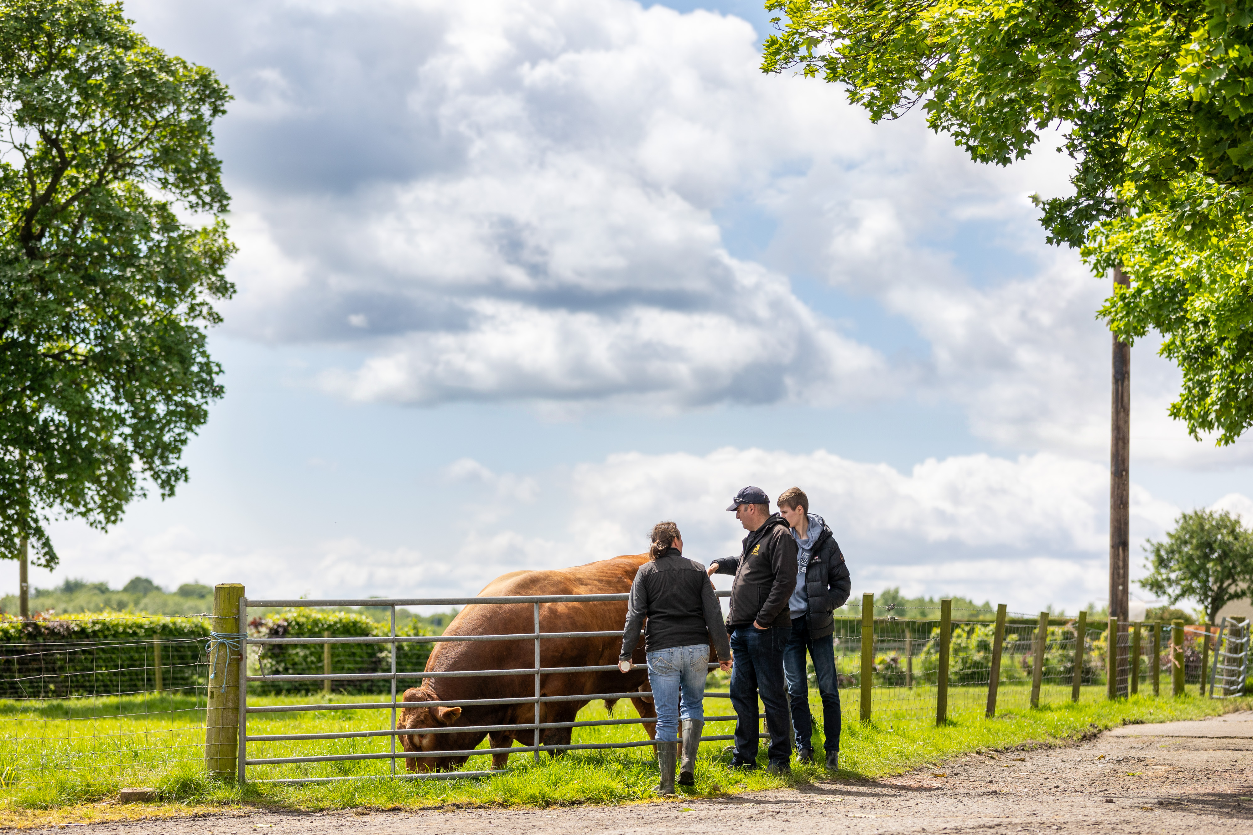 Three people on a farm, looking at a bull behind a fence