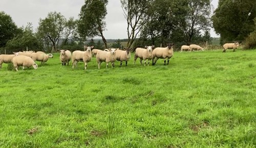 Lambs
