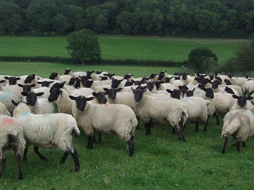 Weaning lambs