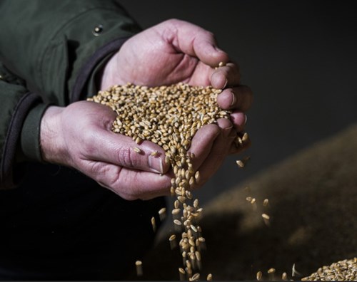 Barley grains in hands