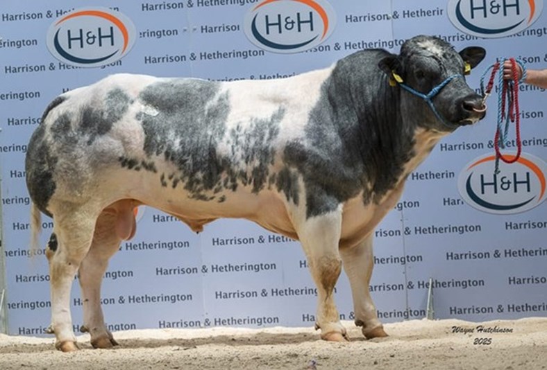 A bull on display at a show