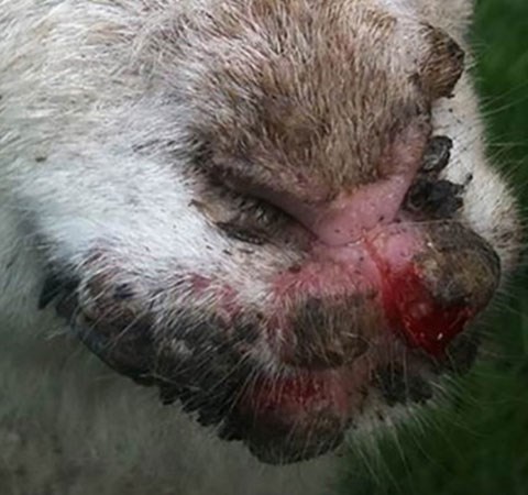 A sheep with Orf