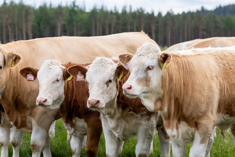 Cattle in a field
