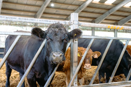 Beef cows in sheds