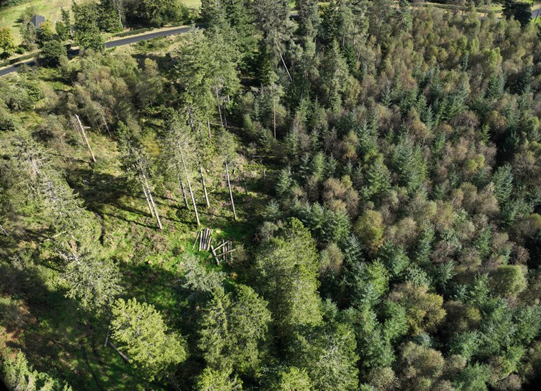 aerial photo of a forest