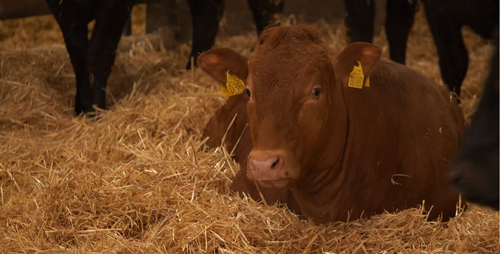 Beef cattle