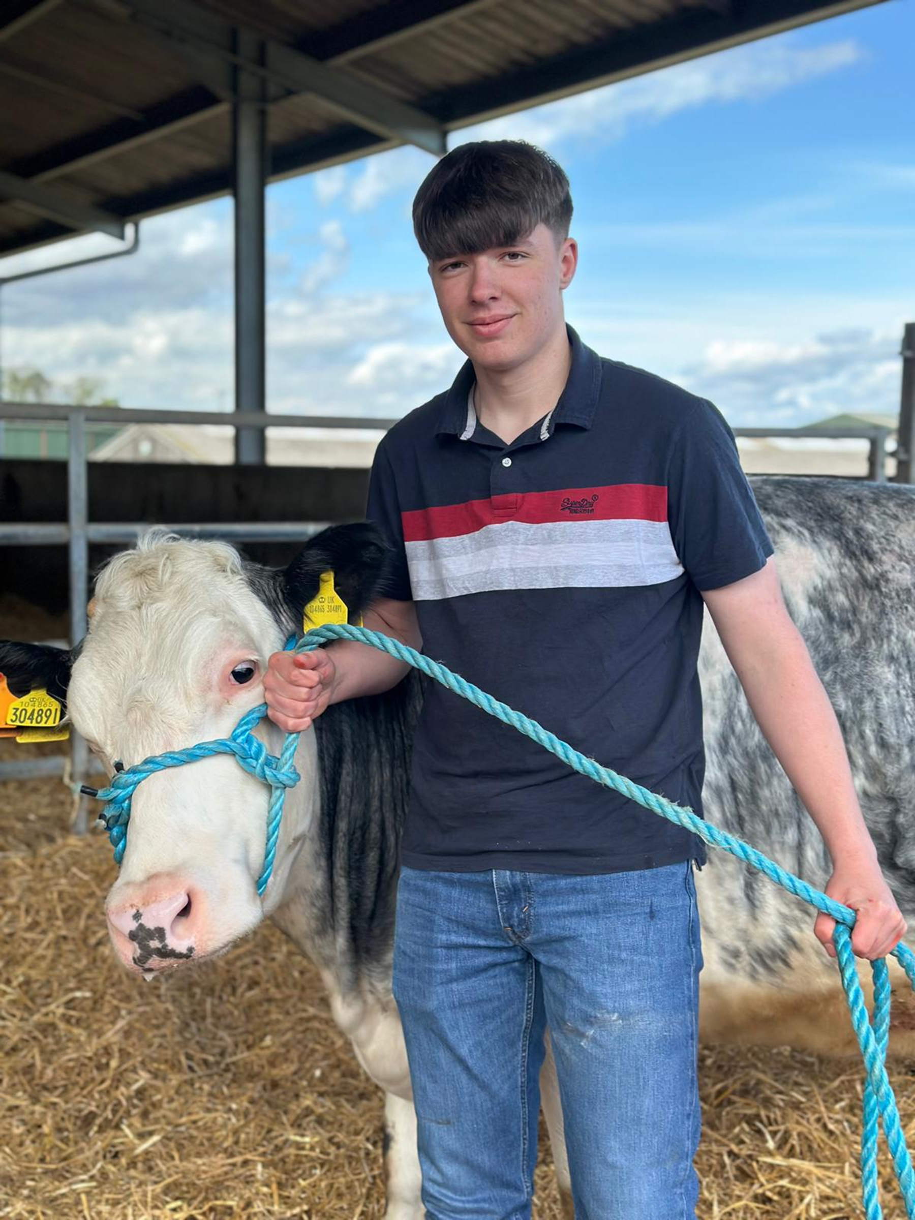 Young man with a cow