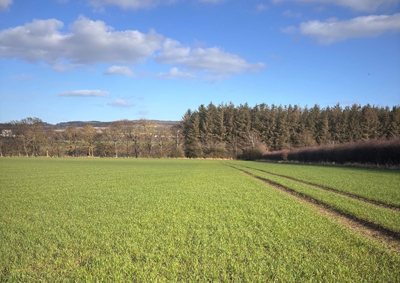 A field of short wheat crops
