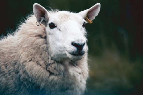 Sheep