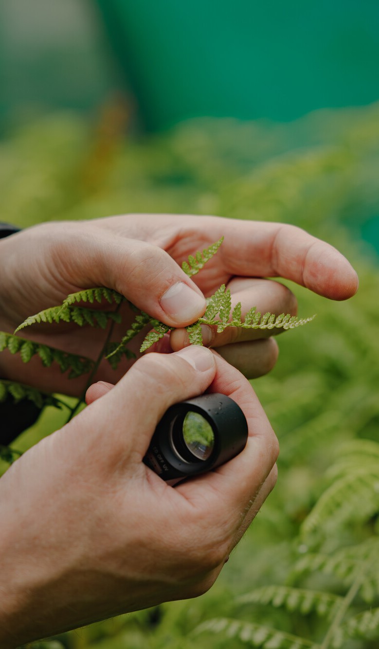 Hands holding a fern and a magnifying glass