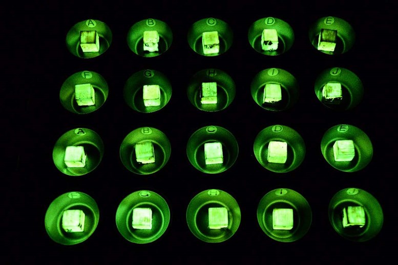 Cubes of bioluminescent fungus glowing in the dark.