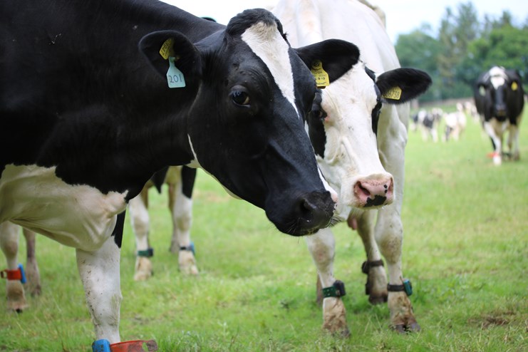 The project will develop and test two novel faba bean-based feed ingredients for dairy cows