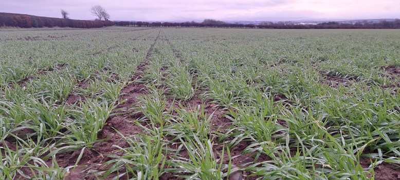 Field of crops.