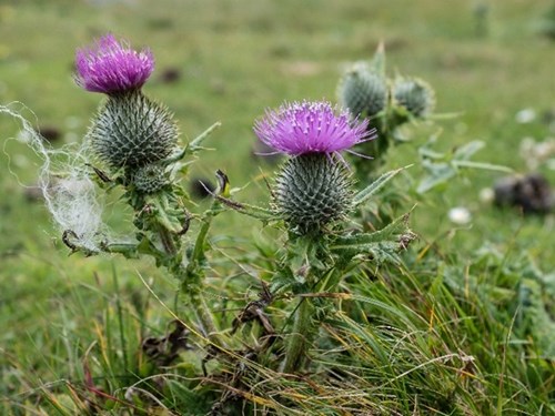 Spear thistle