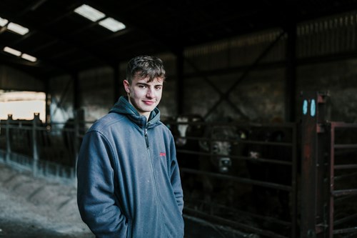 Young man in a cow shed.