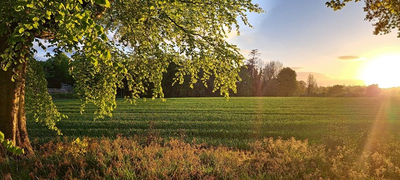 A field at sunset.