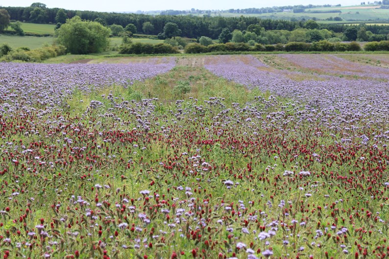 Field of crimson clover and lacy phacelia