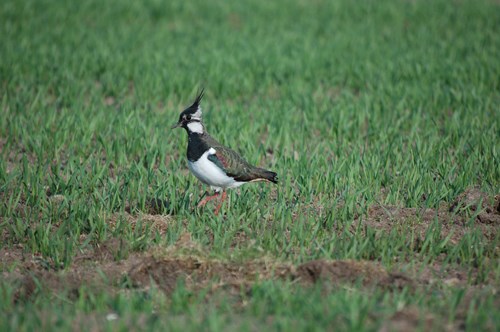 Wader bird