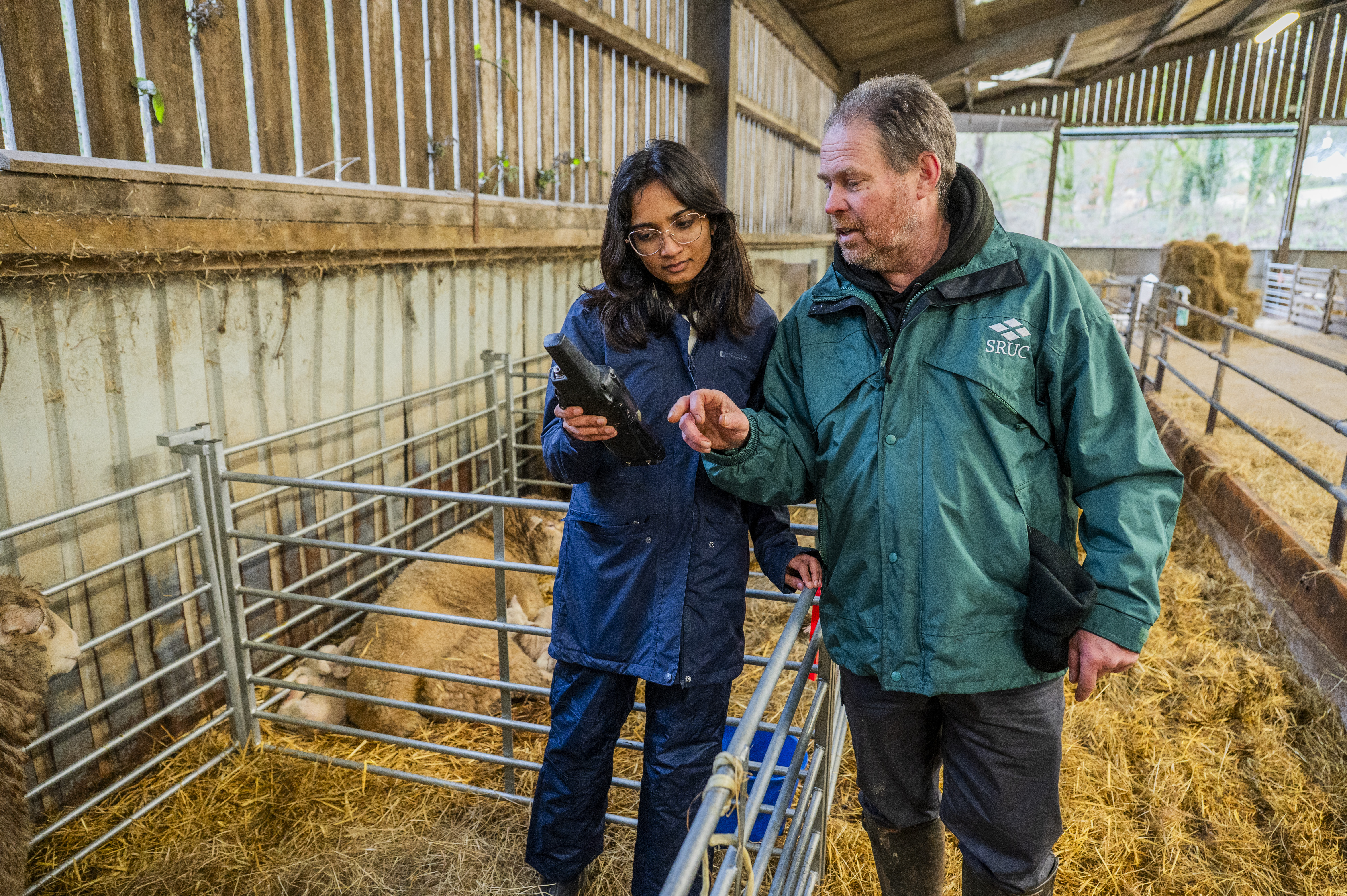 Young woman and a teacher in a sheep pen, looking at data on screen.