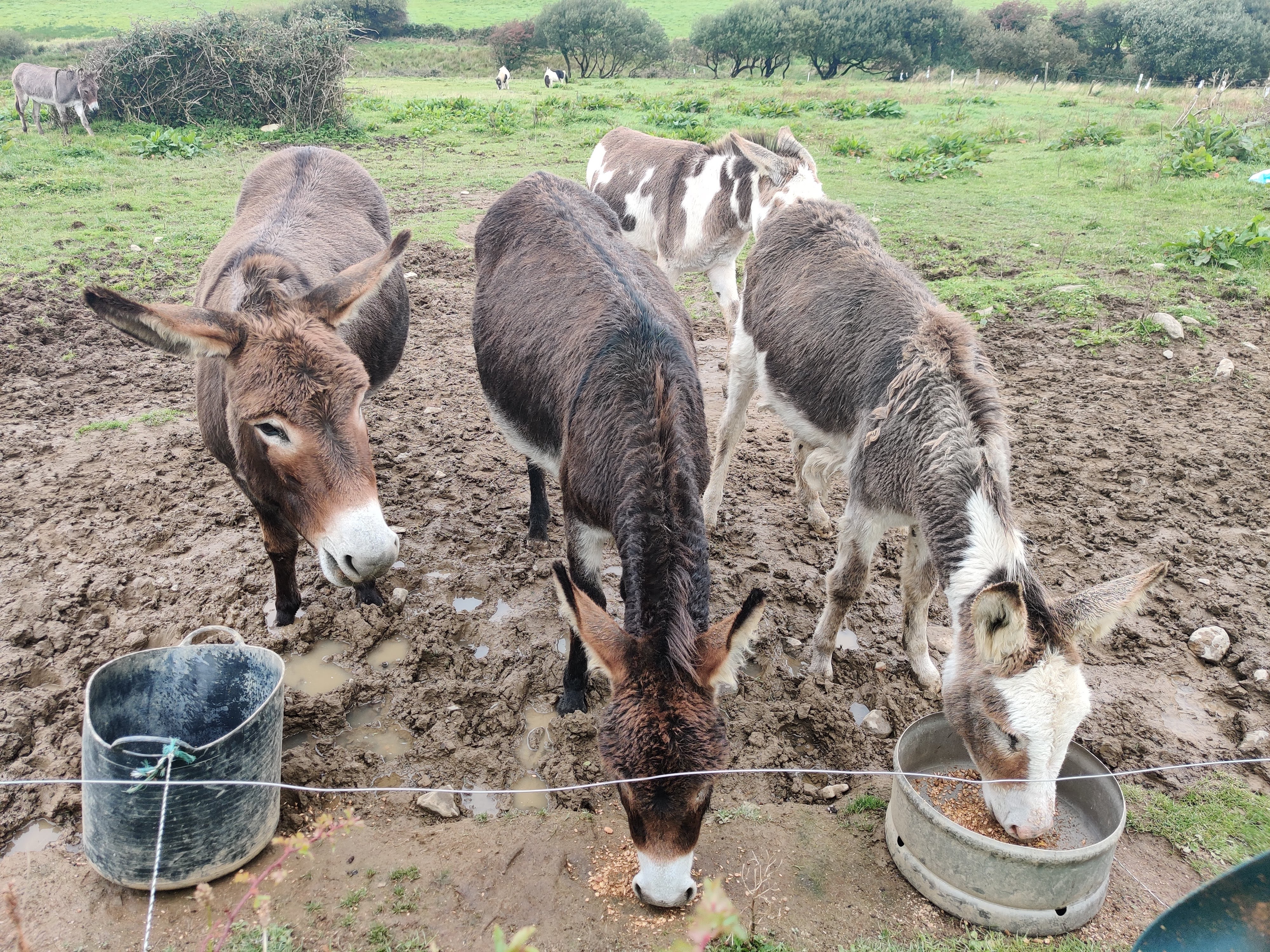 3 donkeys eating