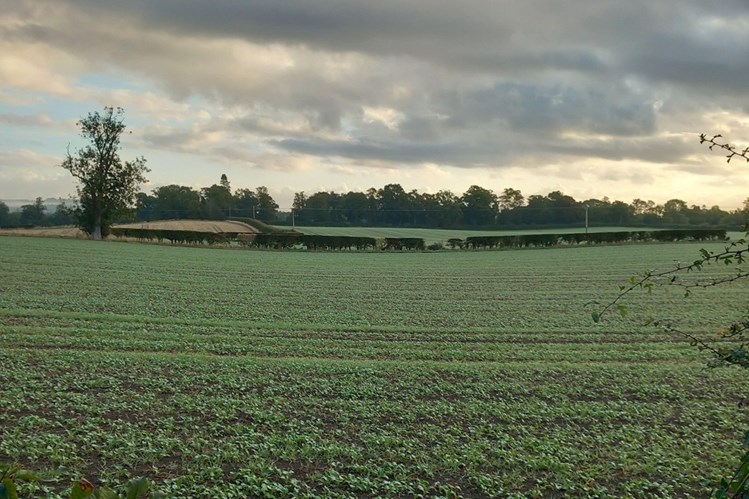 A field of crops, with cows in the distance