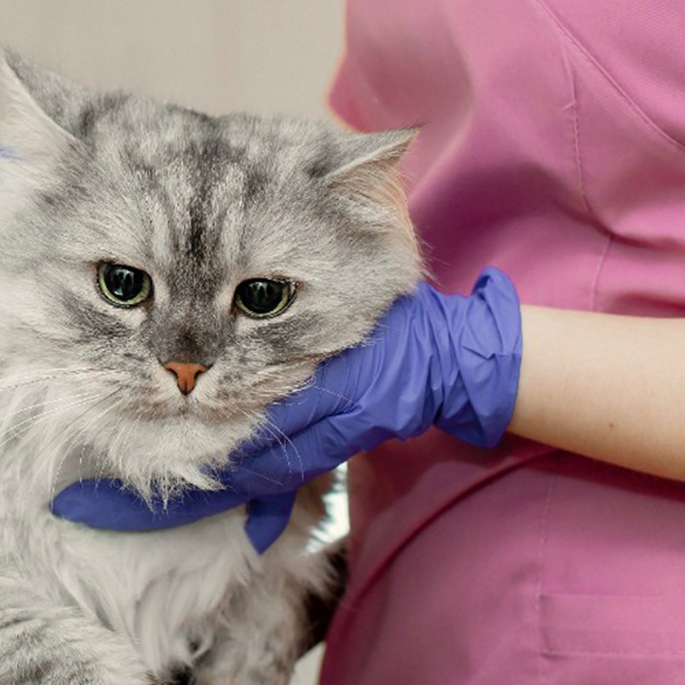 Vet nursing a cat