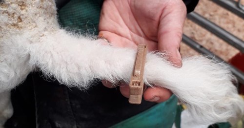 Lamb castration