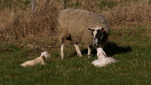 Lambs and a sheep