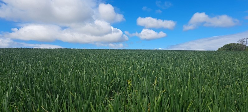 Field of crops