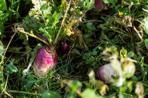 Forage crop beet