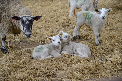 Lambs and a sheep