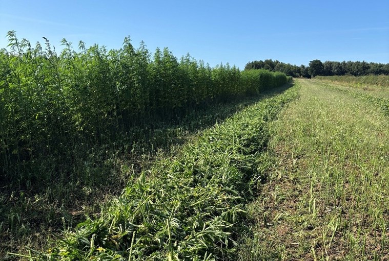 A field of crops, freshly cut