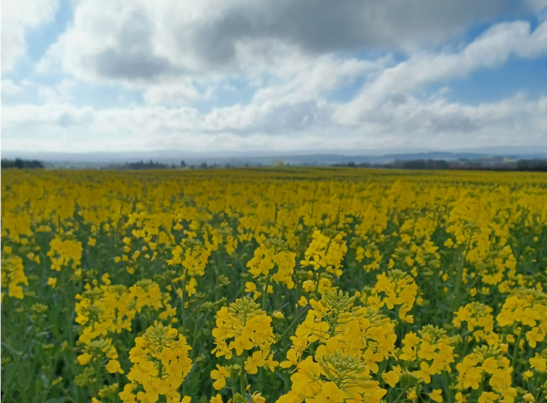 A field of yellow flowers