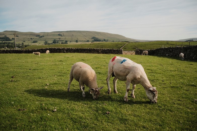 Ewes and lambs grazing