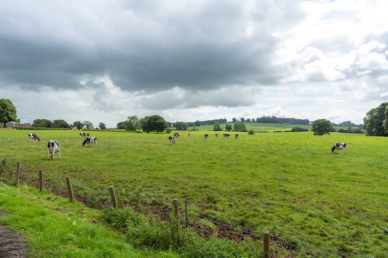 Cows on a farm