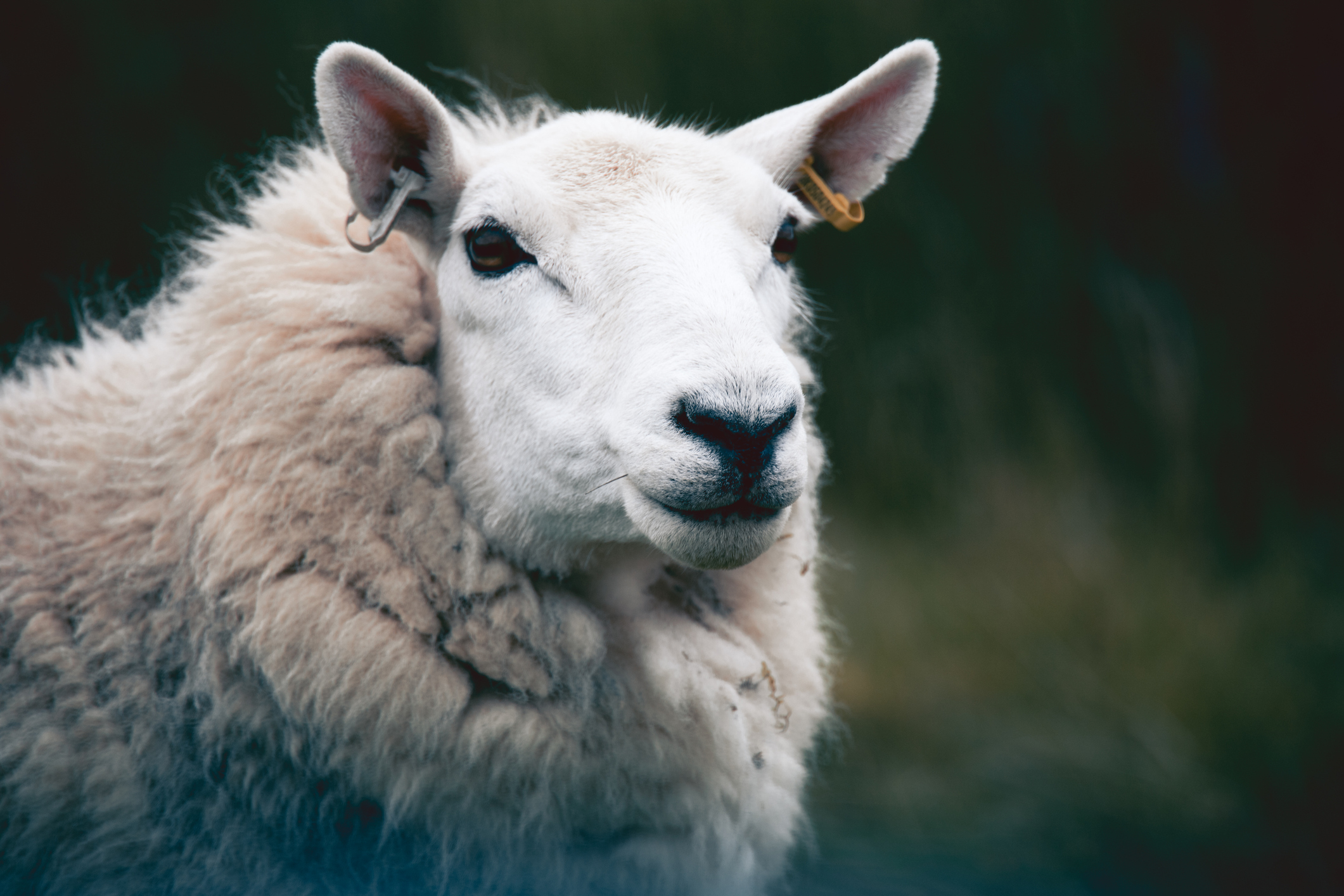 Ovine Keratoconjunctivitis | SRUC