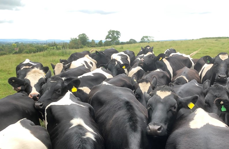 cows in a paddock