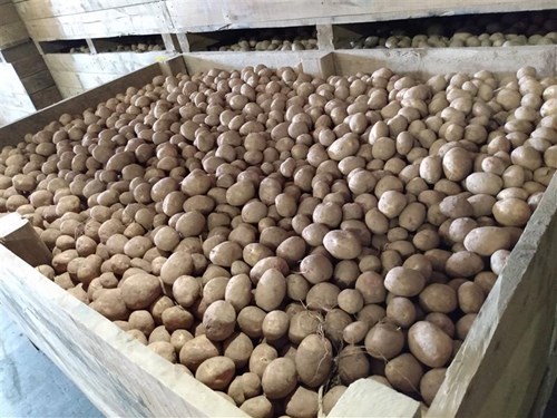 Potatoes