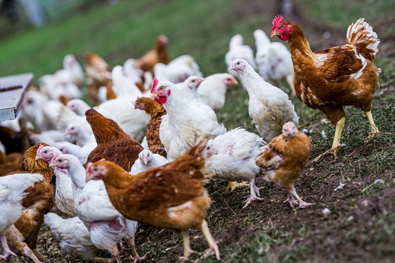 Chickens on a farm.