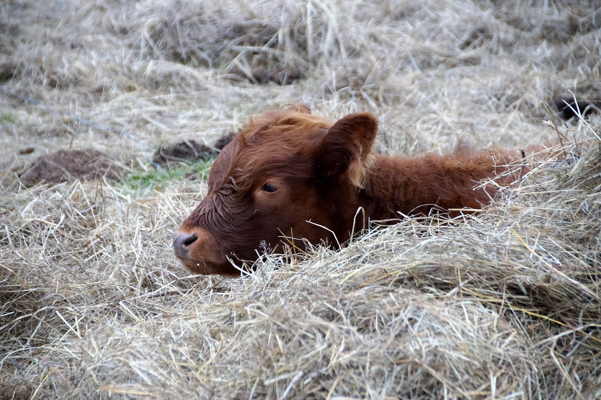 Making the most of testing for calf respiratory disease | SRUC